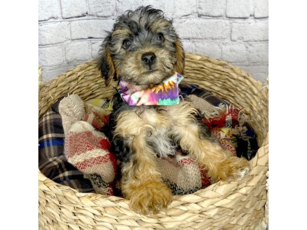 Yorkiepoo DOG Male Black / Tan 7278 Petland Ashland, Kentucky