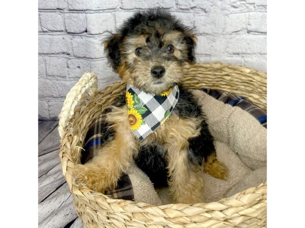 Yorkiepoo-DOG-Male-Black / Tan-7277-Petland Ashland, Kentucky