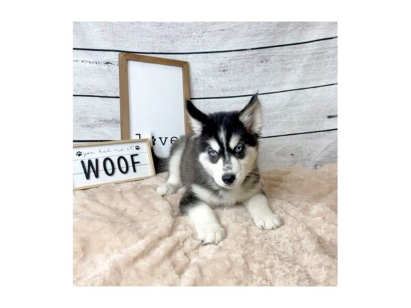 Siberian Husky DOG Female Black / White 7273 Petland Ashland, Kentucky