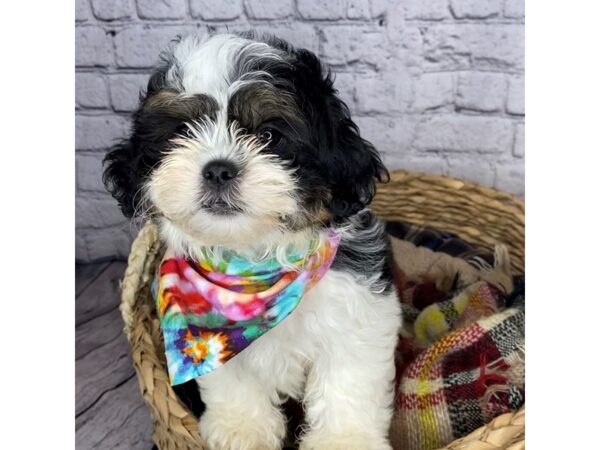 Teddy Bear DOG Male Black White / Tan 7269 Petland Ashland, Kentucky