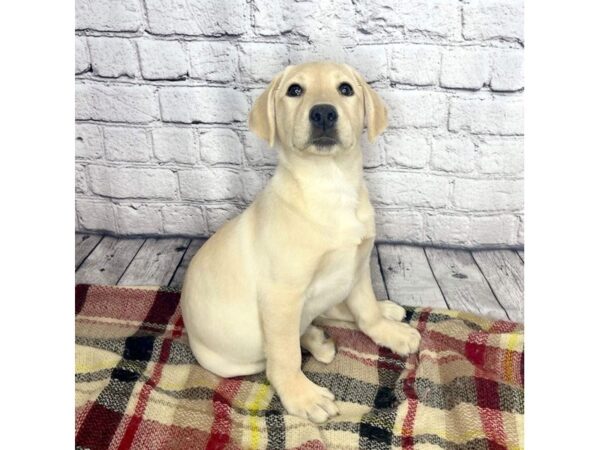 Labrador Retriever DOG Female Yellow 7268 Petland Ashland, Kentucky