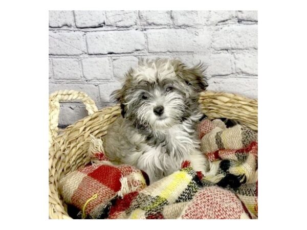 Havanese-DOG-Female-Brindled Sable-7236-Petland Ashland, Kentucky