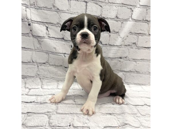 Boston Terrier-DOG-Male-Black / White-7292-Petland Ashland, Kentucky