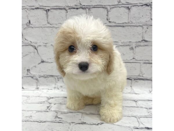 Cavachon DOG Female White / Cream 7291 Petland Ashland, Kentucky