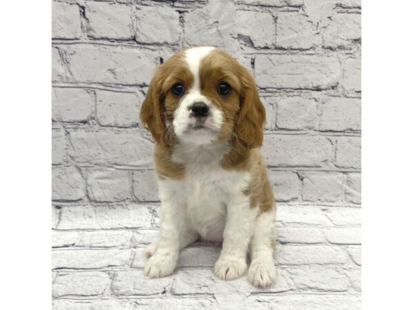 Cavalier King Charles Spaniel DOG Female Blenhiem 7289 Petland Ashland, Kentucky