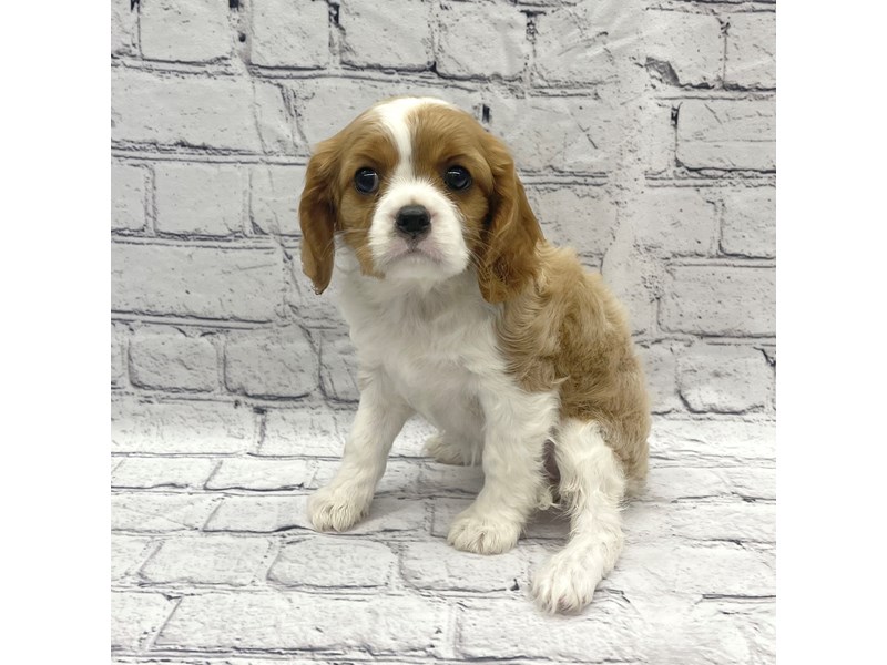 Cavalier King Charles Spaniel Puppy Blenhiem ID:7288 Located at