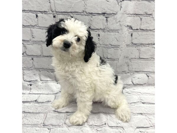 Bernedoodle Mini 2nd Gen DOG Female Black White / Tan 7287 Petland Ashland, Kentucky