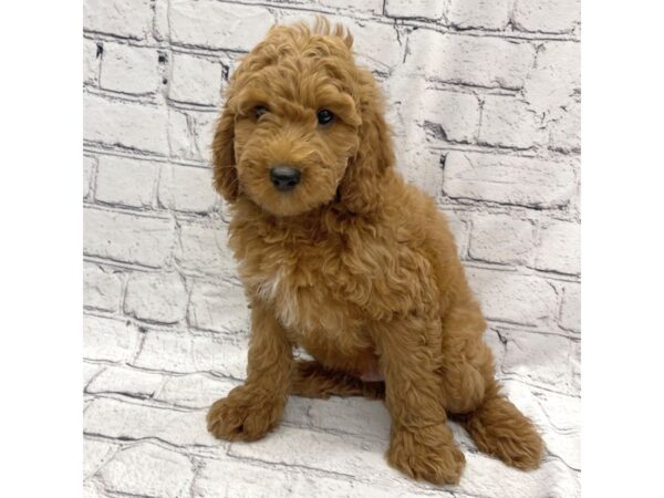 Irishdoodle Mini-DOG-Male-Red-7286-Petland Ashland, Kentucky