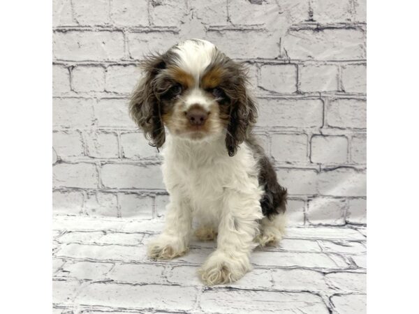 Cocker Spaniel-DOG-Female-Brown-7283-Petland Ashland, Kentucky