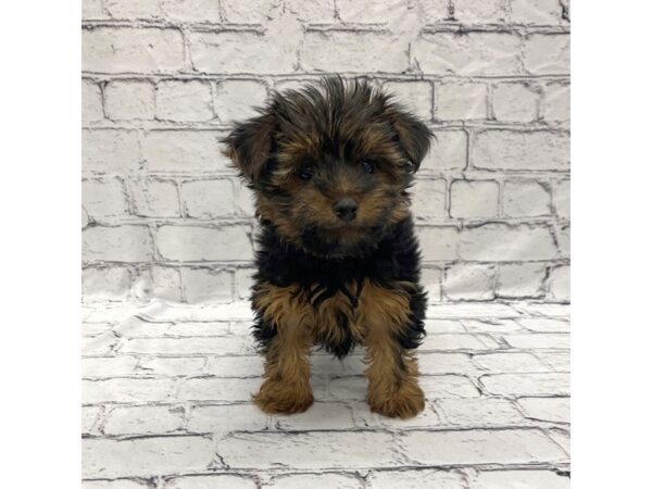 Yorkshire Terrier DOG Male Black / Tan 7285 Petland Ashland, Kentucky