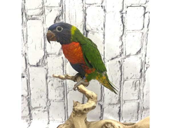 Lorikeet BIRD 7295 Petland Ashland, Kentucky