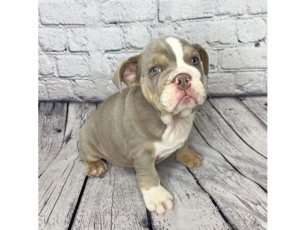 English Bulldog DOG Female 7307 Petland Ashland, Kentucky