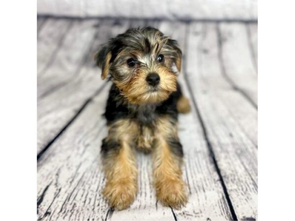 Yorkshire Terrier DOG Female Black / Tan 7306 Petland Ashland, Kentucky