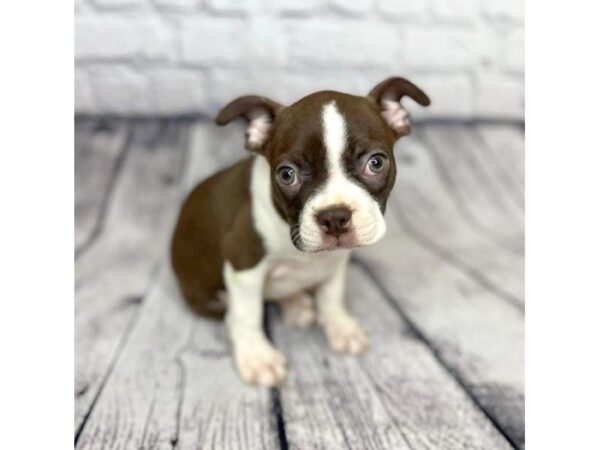 Boston Terrier DOG Male Seal / White 7297 Petland Ashland, Kentucky