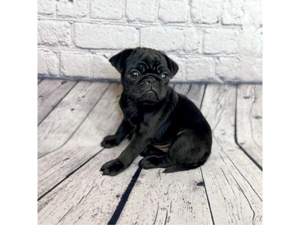 Pug DOG Male Black 7299 Petland Ashland, Kentucky