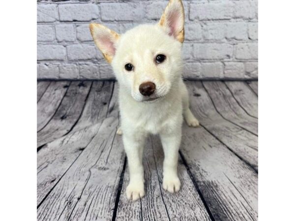 Shiba Inu-DOG-Female-Cream-7300-Petland Ashland, Kentucky