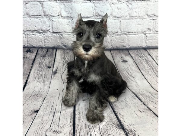 Miniature Schnauzer-DOG-Male-Salt / Pepper-7305-Petland Ashland, Kentucky