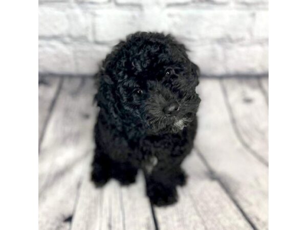 Poodle Mini-DOG-Male-Black-7304-Petland Ashland, Kentucky