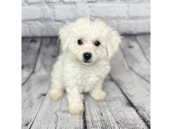 Bichon Frise DOG Male White 7303 Petland Ashland, Kentucky