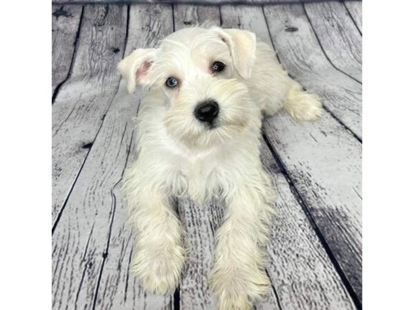 Miniature Schnauzer DOG Male White 7302 Petland Ashland, Kentucky