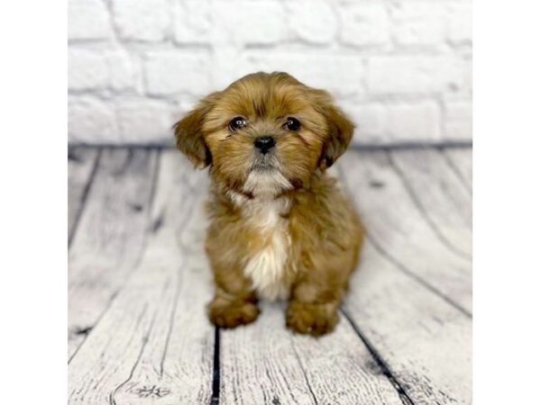 Lhasa Apso DOG Female Red Sable 7301 Petland Ashland, Kentucky