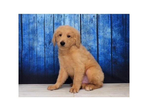 Goldendoodle DOG Male Apricot 7308 Petland Ashland, Kentucky