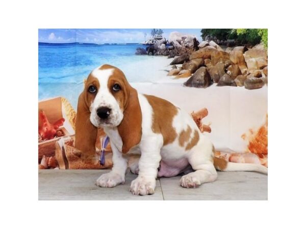 Basset Hound-DOG-Male-Lemon / White-7310-Petland Ashland, Kentucky