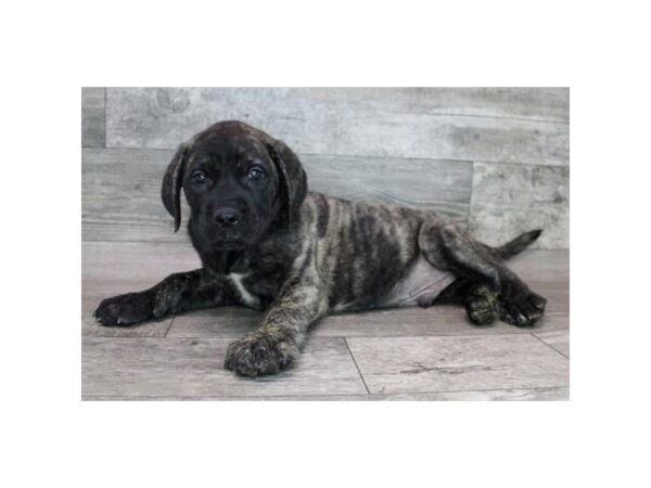 Mastiff DOG Male Brindle 7314 Petland Ashland, Kentucky