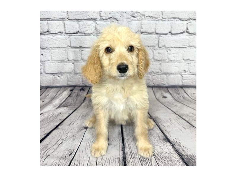 Goldendoodle Puppy Golden ID7317 Located at Petland Ashland, Kentucky