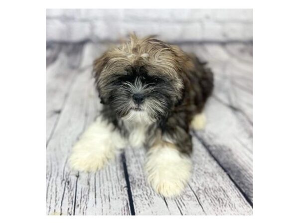 Shih Tzu DOG Male Sable / White 7316 Petland Ashland, Kentucky