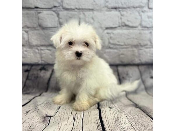 Maltese DOG Female White 7313 Petland Ashland, Kentucky