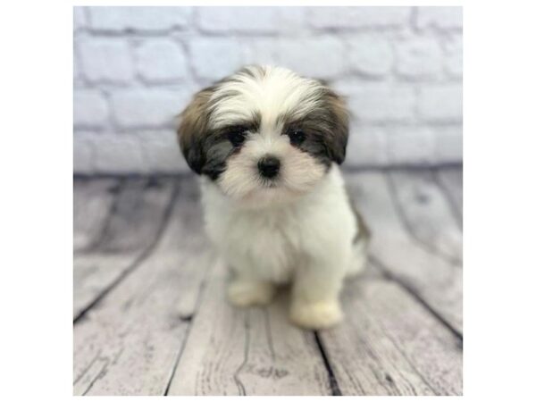 Lhasa Apso DOG Female Golden / White 7312 Petland Ashland, Kentucky