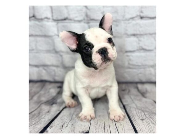 French Bulldog DOG Male Black 7311 Petland Ashland, Kentucky