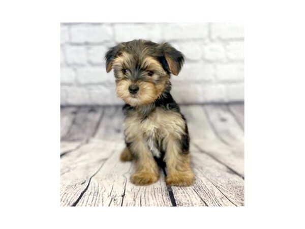 Morkie DOG Male Black / Tan 7309 Petland Ashland, Kentucky