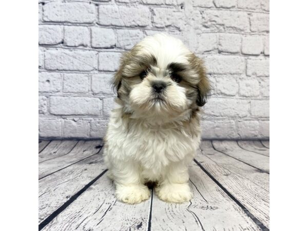 Shih Tzu DOG Male brown/white parti 7323 Petland Ashland, Kentucky