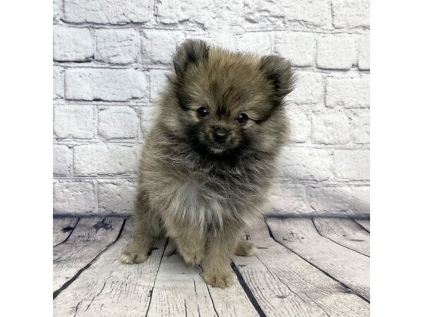 Pomeranian DOG Female wolf sable 7322 Petland Ashland, Kentucky