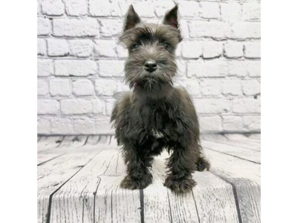 Miniature Schnauzer DOG Male Black 7315 Petland Ashland, Kentucky