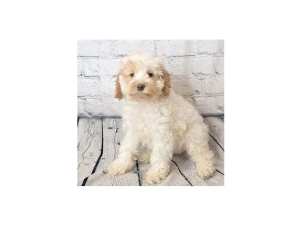 Cock A Poo-DOG-Female-White / Apricot-7318-Petland Ashland, Kentucky