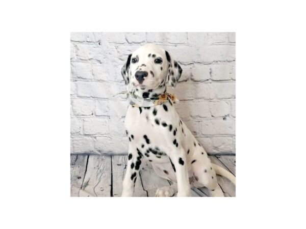 Dalmatian DOG Female Black / White 7325 Petland Ashland, Kentucky