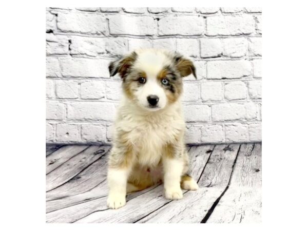 Australian Shepherd DOG Male Blue Merle 7344 Petland Ashland, Kentucky