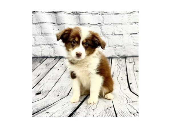 Australian Shepherd-DOG-Female-Red Merle-7343-Petland Ashland, Kentucky