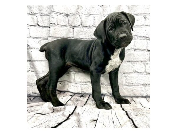 Cane Corso-DOG-Female-Black-7341-Petland Ashland, Kentucky