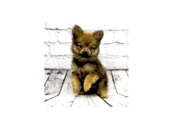 Pomeranian DOG Male Red Sable 7340 Petland Ashland, Kentucky