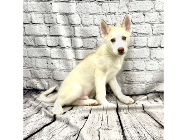 Siberian Husky DOG Male Red / White 7339 Petland Ashland, Kentucky