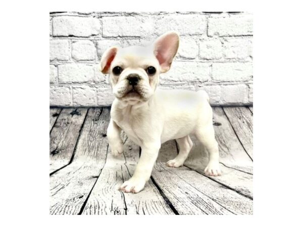 French Bulldog DOG Male Cream 7338 Petland Ashland, Kentucky