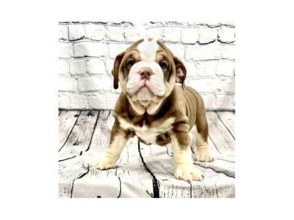 Bulldog DOG Male Chocolate White Tan 7337 Petland Ashland, Kentucky