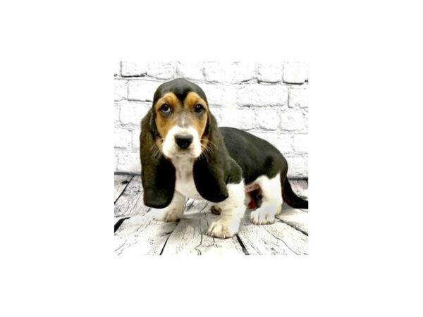 Basset Hound DOG Female Black White / Tan 7336 Petland Ashland, Kentucky