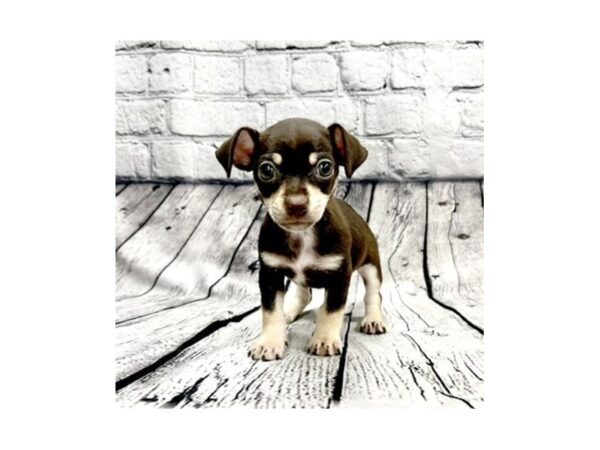 Chihuahua DOG Male Brown 7334 Petland Ashland, Kentucky