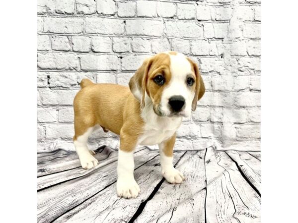 Beabull DOG Male Fawn / White 7345 Petland Ashland, Kentucky