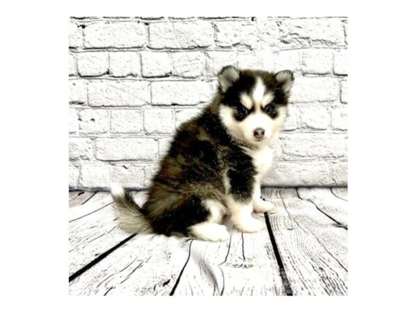 Pomsky DOG Female Black / White 7346 Petland Ashland, Kentucky